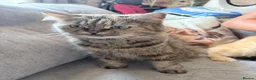 Mixed Breed cats for sale: 🌟 One Tabby Persian cross Maine coin kitten 🌟 - Advert 2