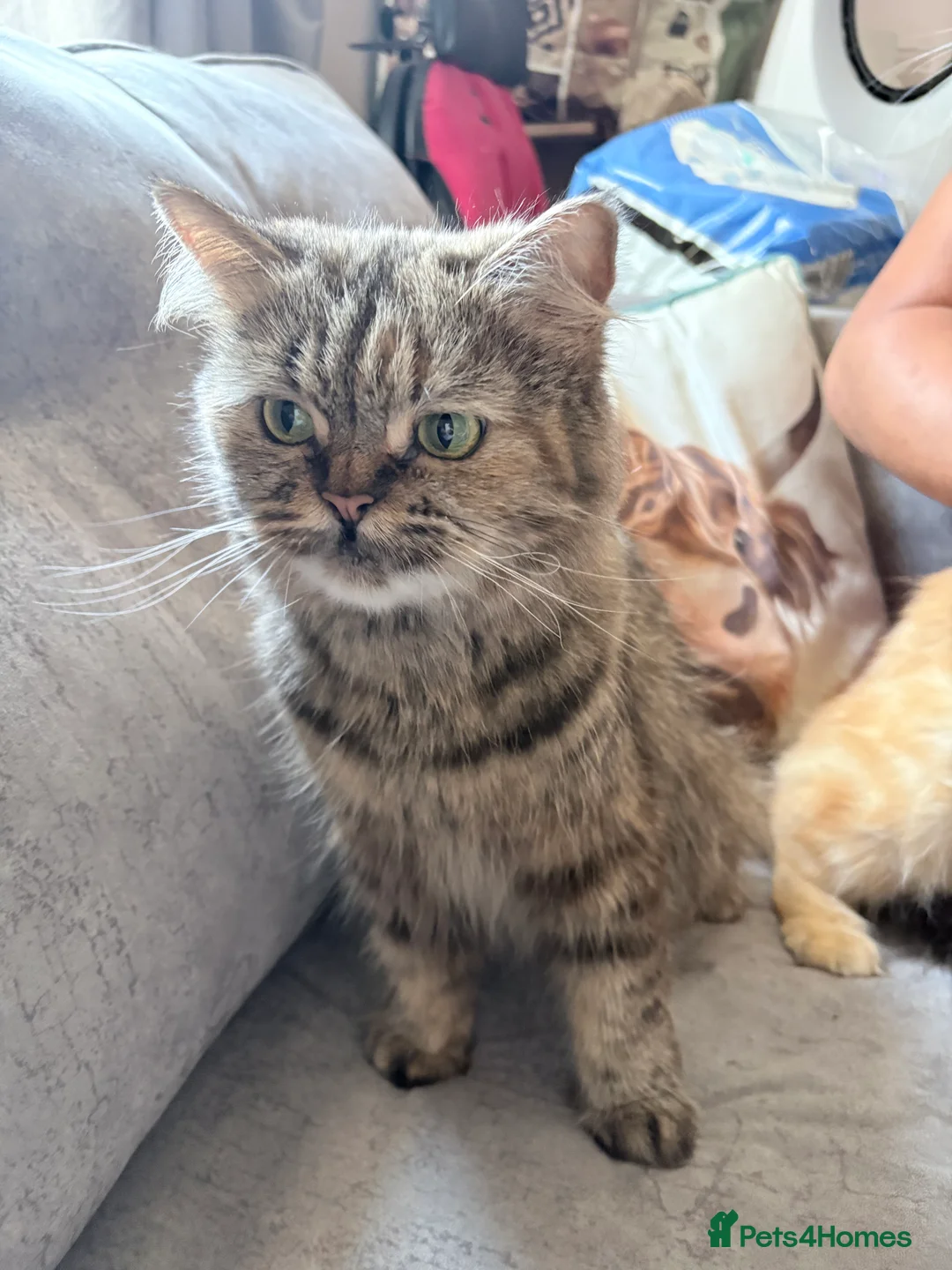 Mixed Breed cats for sale: 🌟 One Tabby Persian cross Maine coin kitten 🌟 - Advert 2