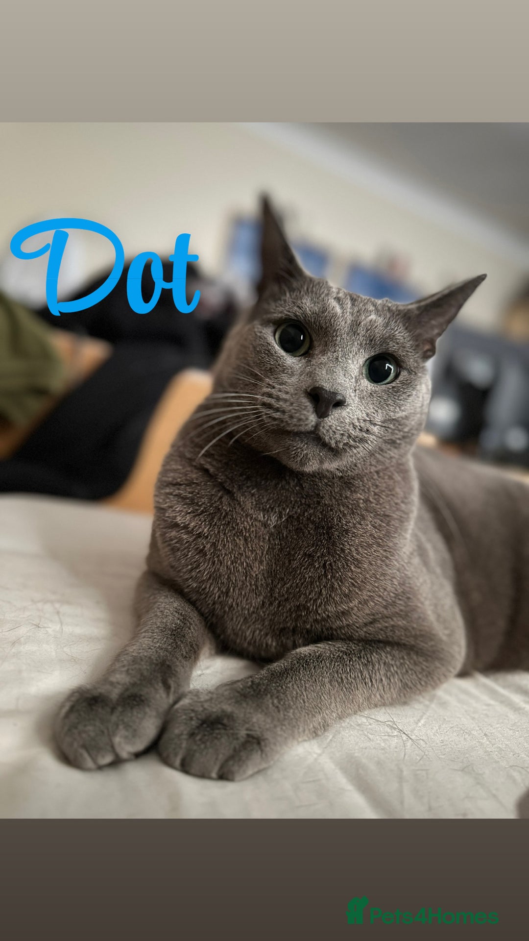 Russian Blue cats for sale: 2 x Pedigree Russian Blue GCCF - Advert 8