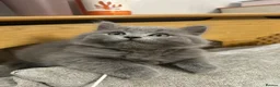 British Longhair cats for sale: Last Stunning silver Blue BritishLonghair Kittens  - Advert 6