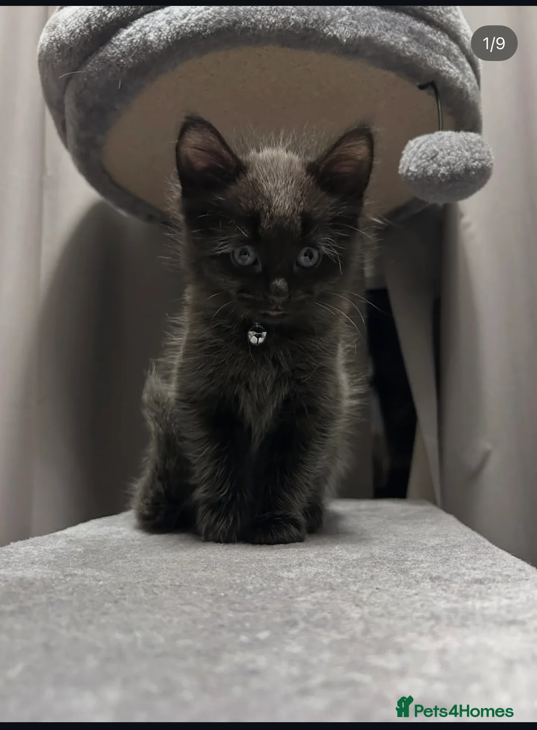 Mixed Breed cats for sale: 2 male kittens - Advert 12