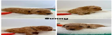 Cockapoo 2