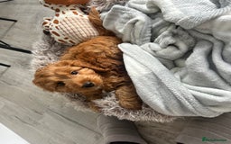Cockapoo dogs for sale: Cockapoo F1 for sale  - Image 1