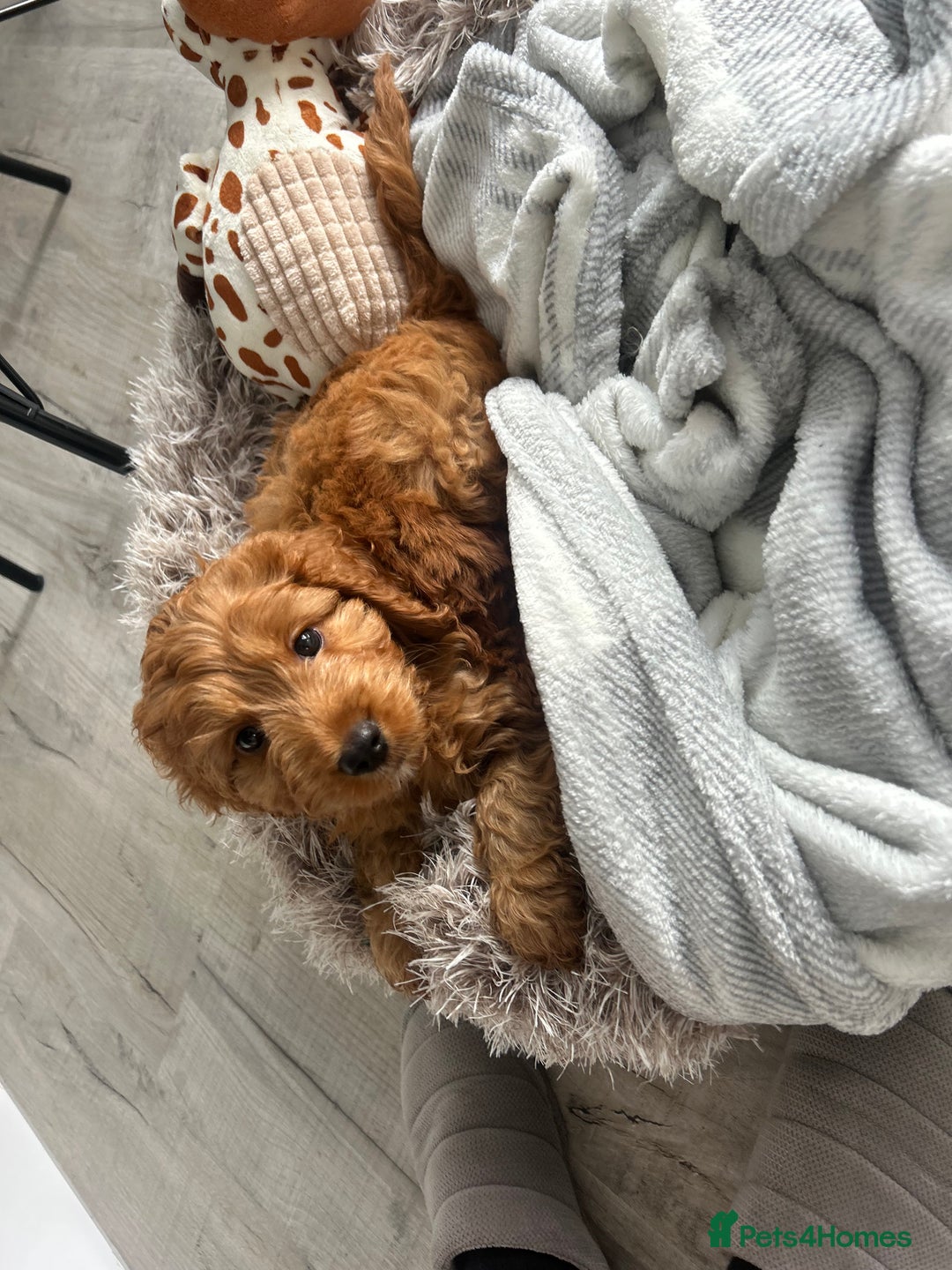 Cockapoo dogs for sale: Cockapoo F1 for sale  - Image 1
