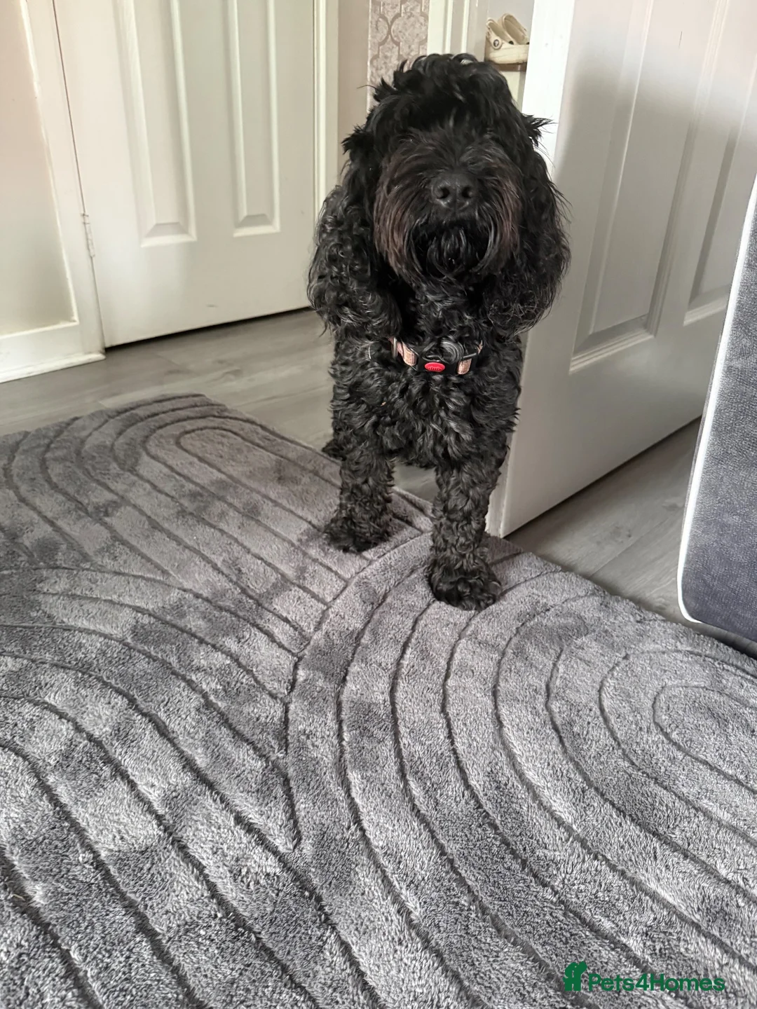 Cockapoo dogs for sale: F1b cockapoo  - Advert 2