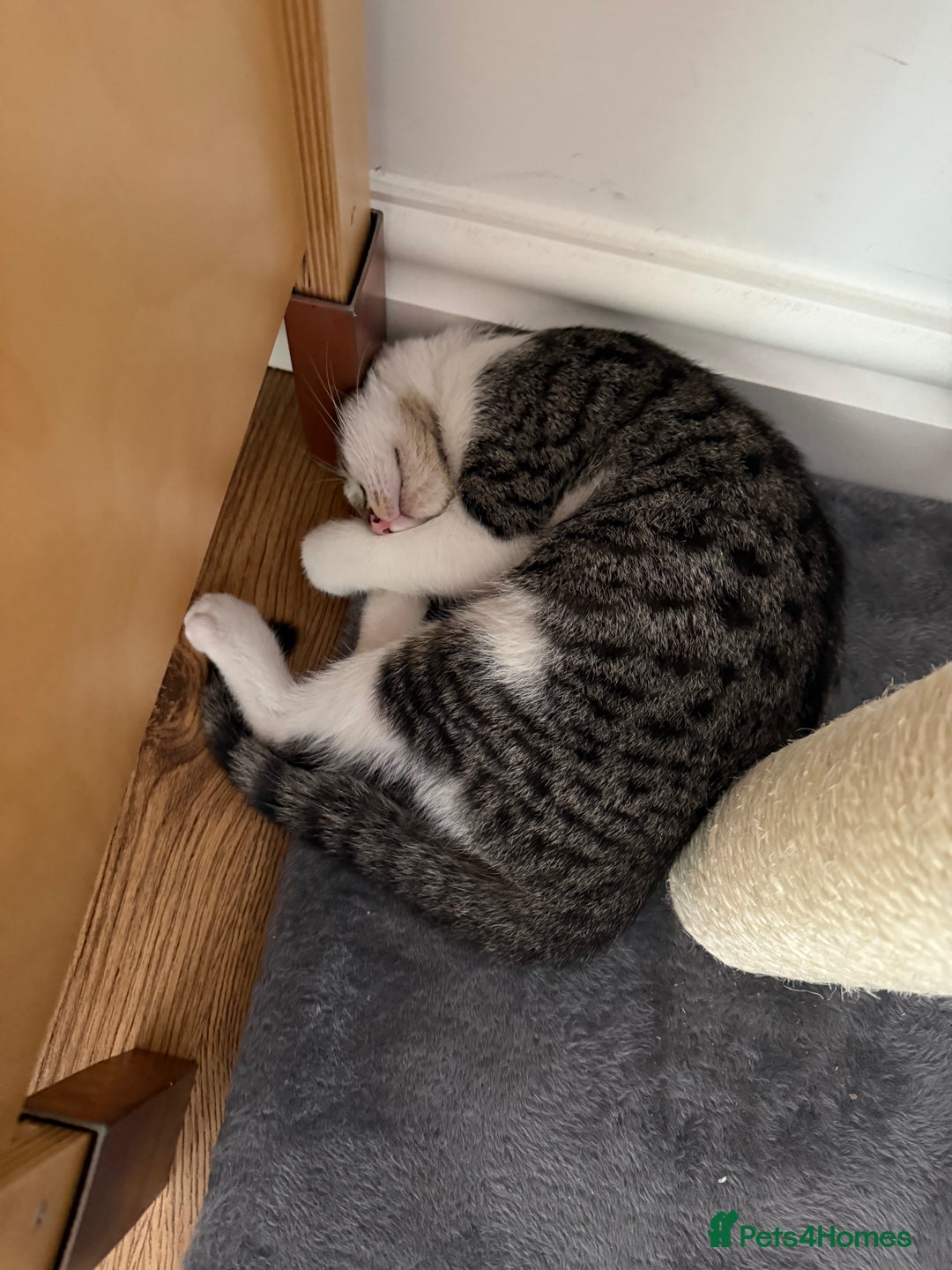 British Shorthair cats for sale: Adorable Kitten for Sale - Harrow - Image 2