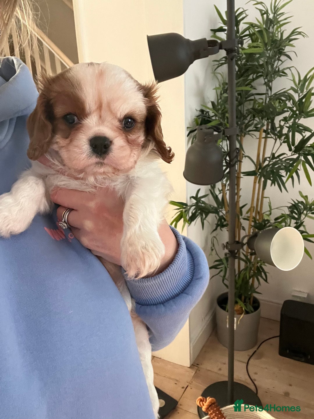 Cavalier King Charles Spaniel dogs for sale: Singleton Blenheim Cavalier Boy – Family Raised - Advert 5