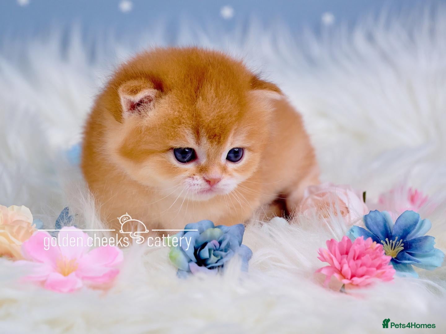 British Shorthair cats Exceptional Kittens from Outstanding Bloodlines  - Advert 2