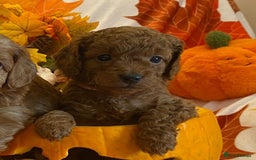 Cockapoo dogs for sale: Golden and Apricot Red F1b Cockerpoos for sale! - Image 16