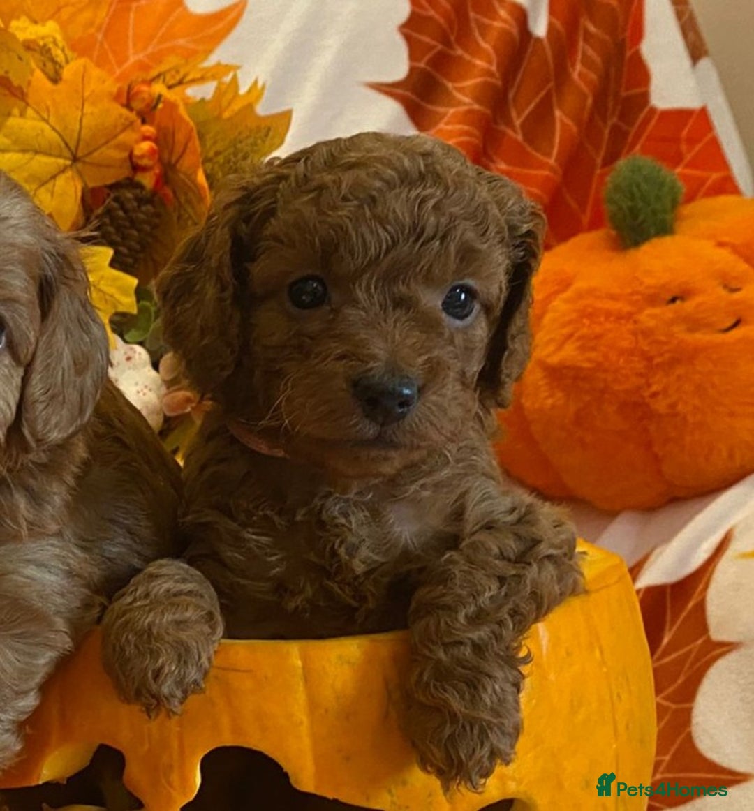 Cockapoo dogs for sale: Golden and Apricot Red F1b Cockerpoos for sale! - Image 16
