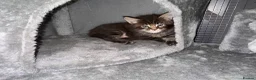 Maine Coon cats for sale: TICA registered Maine Coons - Advert 5