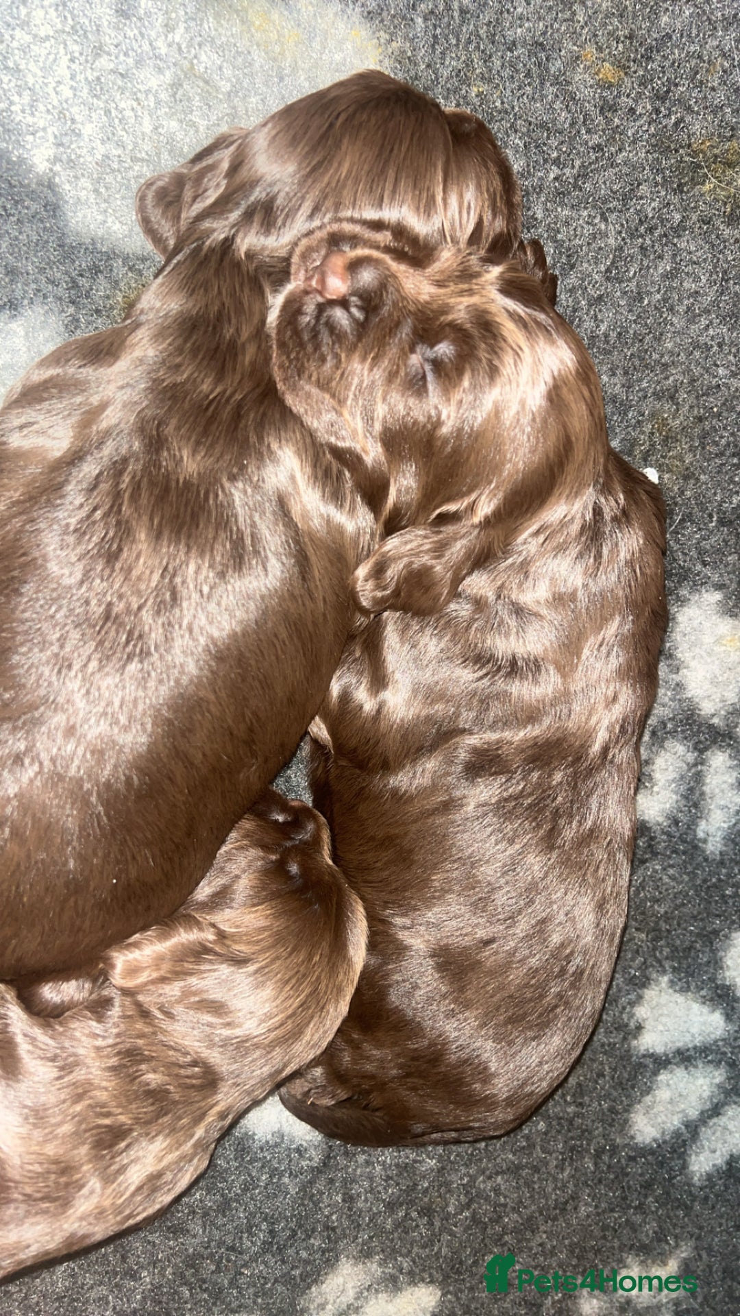 Sprocker dogs for sale: Beautiful litter of 4🫶 - Advert 6