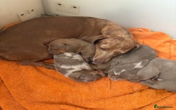 Miniature Dachshund dogs for sale: Miniature Dachshund puppies  - Image 10