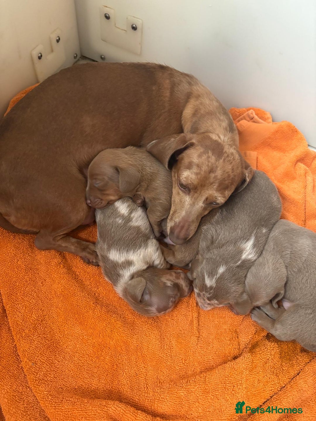 Miniature Dachshund dogs for sale: Miniature Dachshund puppies  - Image 10