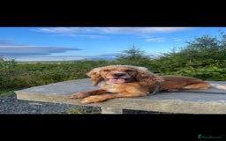 Cocker Spaniel dogs for stud: Golden Cocker Spaniel Available For Stud in Ballynahinch - Image 3