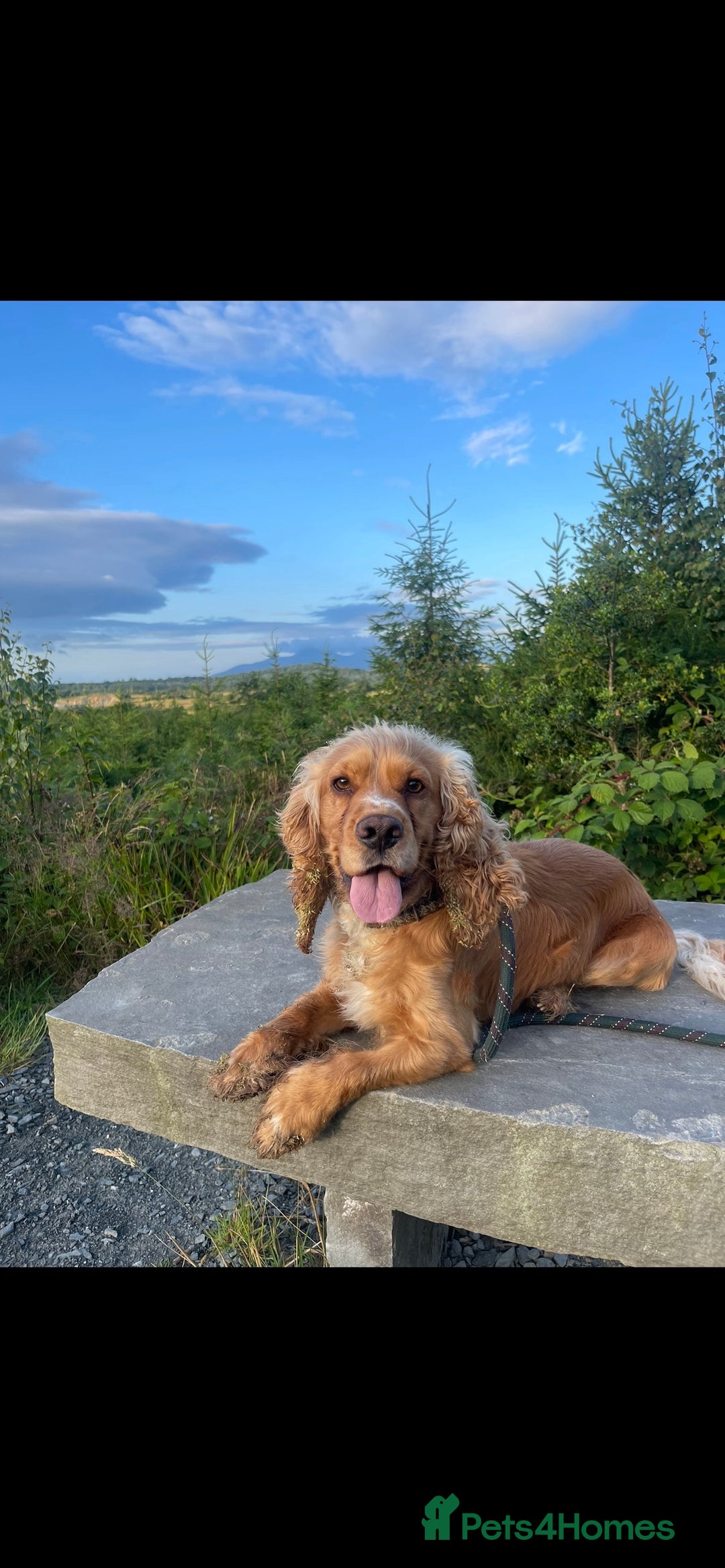 Cocker Spaniel dogs for stud: Golden Cocker Spaniel Available For Stud in Ballynahinch - Image 3