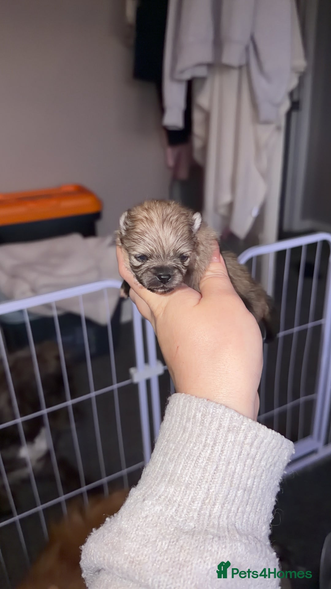 Pomeranian dogs for sale: Kc Pomeranians  - Advert 5