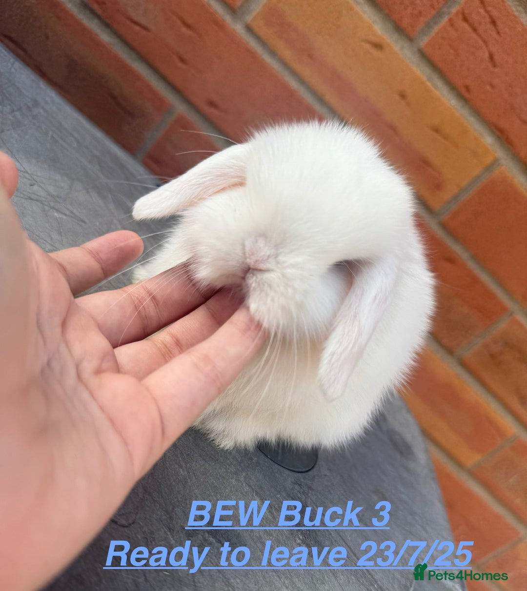 Mini Lop rabbits for sale: Mini Lops Bunnies. READ DESCRIPTION - Updated 22/7 in Chard - Image 12