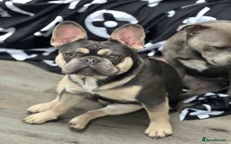 French Bulldog dogs for stud: JIM BOY is for stud DWKC registered no AI in West Molesey - Image 3
