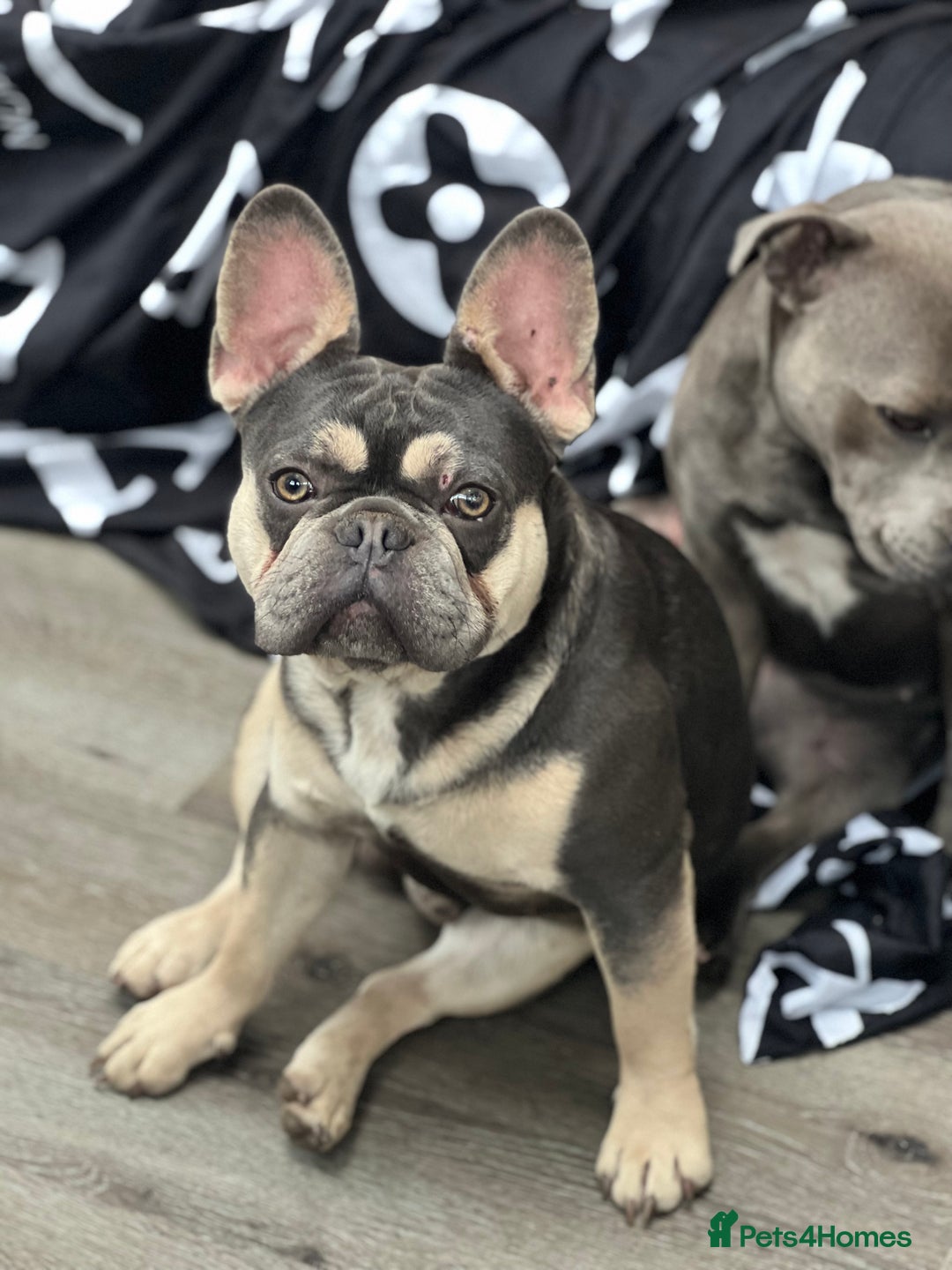 French Bulldog dogs for stud: JIM BOY is for stud DWKC registered no AI in West Molesey - Image 3