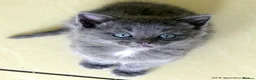 Mixed Breed cats for sale: Gorgeous Rag Doll/Maine Coon/Russian Blue X - Advert 29
