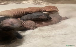 Sphynx cats for sale: Beautiful Sphynx cross orinetal kittens  - Advert 4