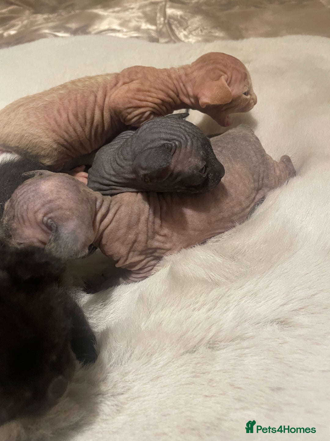 Sphynx cats for sale: Beautiful Sphynx cross orinetal kittens  - Advert 4