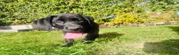 Labrador Retriever dogs for sale: 🐾🧡READY 1 BOY LEFT Kc Labrador PUPPIES 🧡🐾 - Advert 7