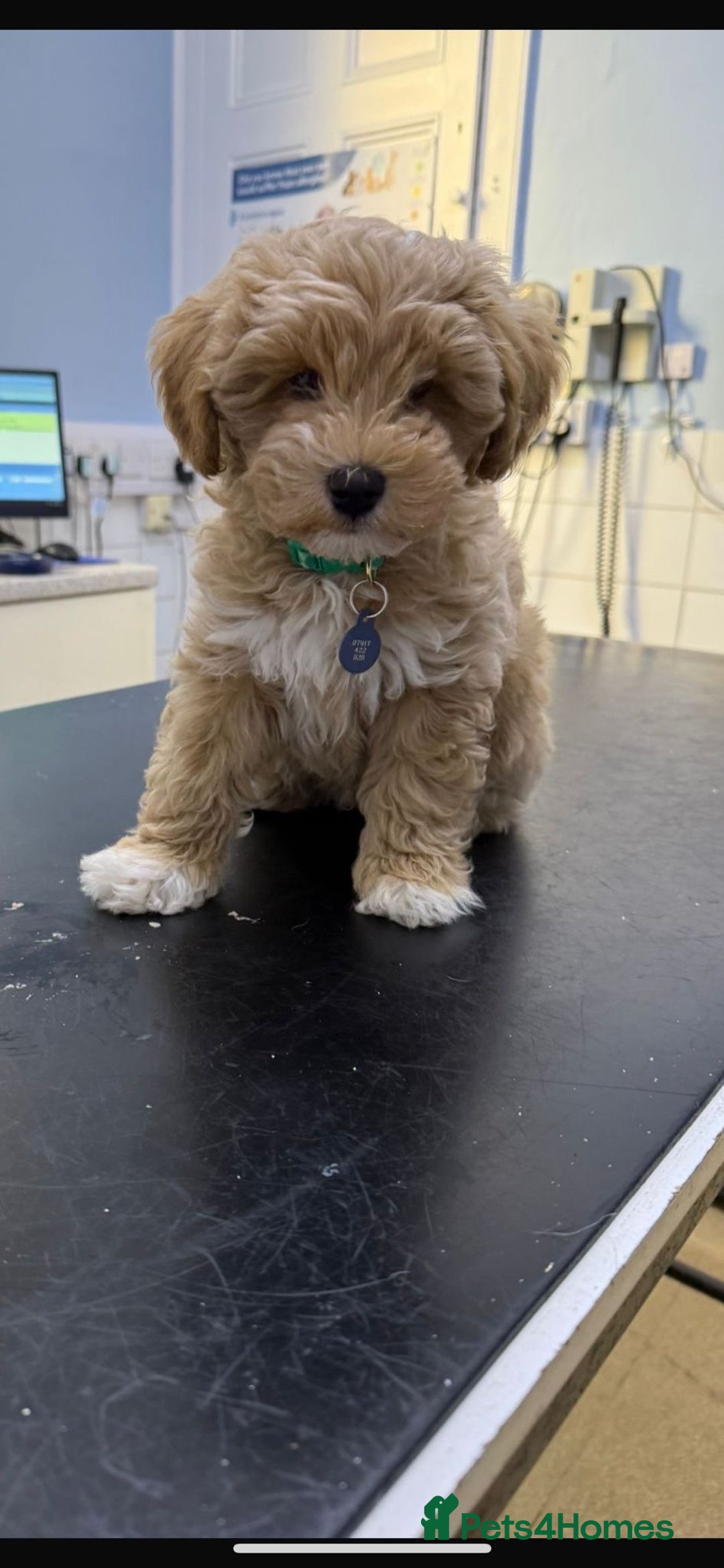 Schnoodle dogs for sale: Gorgeous American Toy Schnoodle Puppies For Sale - Advert 8