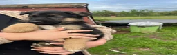 German Shepherd dogs for sale: Beautiful German shepherd  - Advert 6
