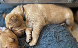 Labrador Retriever dogs for sale: Family/Working bred KC Labradors - Image 36