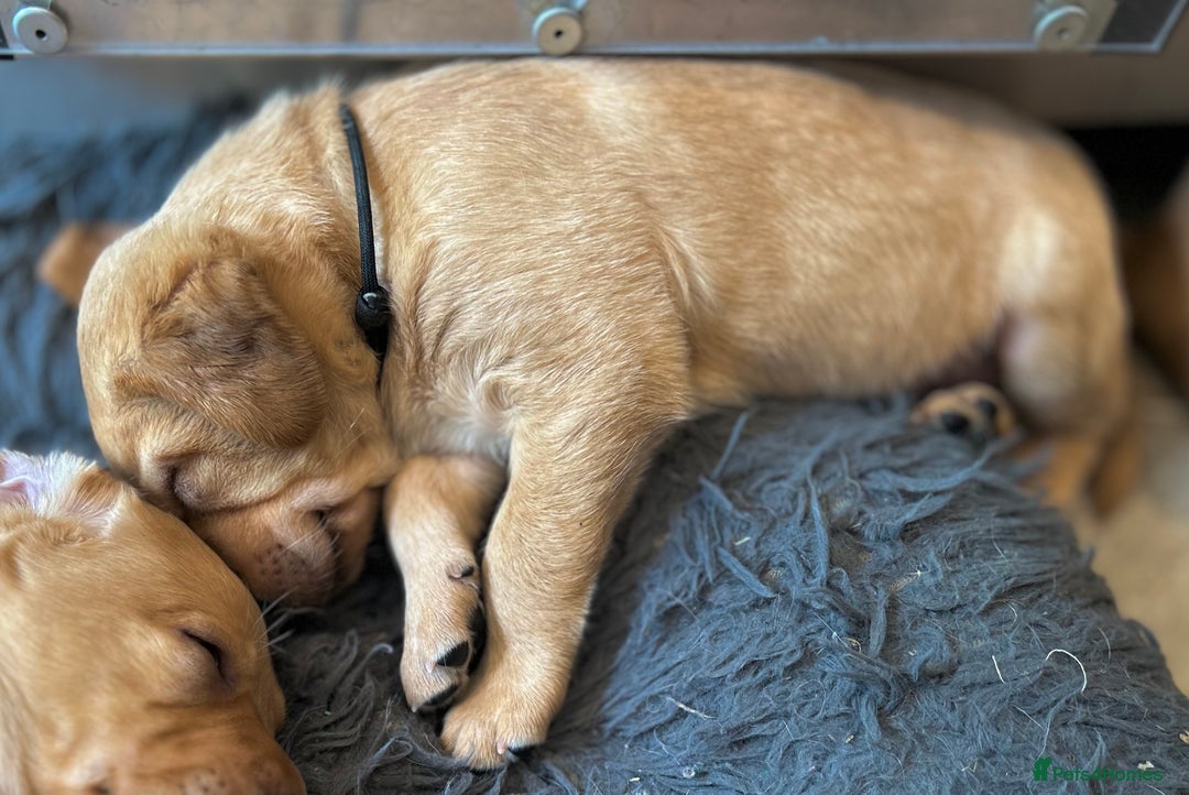 Labrador Retriever dogs for sale: Family/Working bred KC Labradors - Image 36