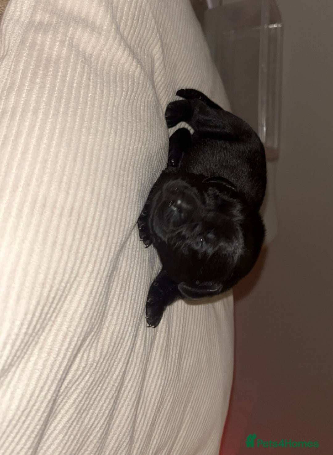 Labrador Retriever dogs for sale: Gorgeous Labrador puppies for sale  - Advert 10