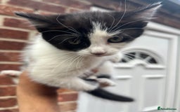 Mixed Breed cats for sale: KITTENS 🌈🐱 - Image 5