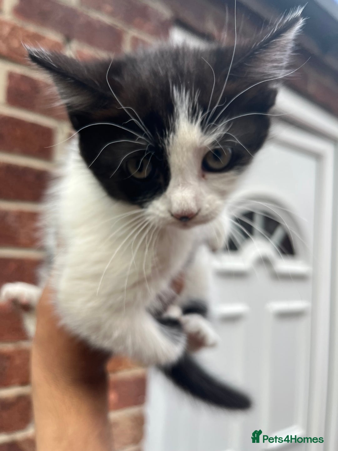 Mixed Breed cats for sale: KITTENS 🌈🐱 - Image 5