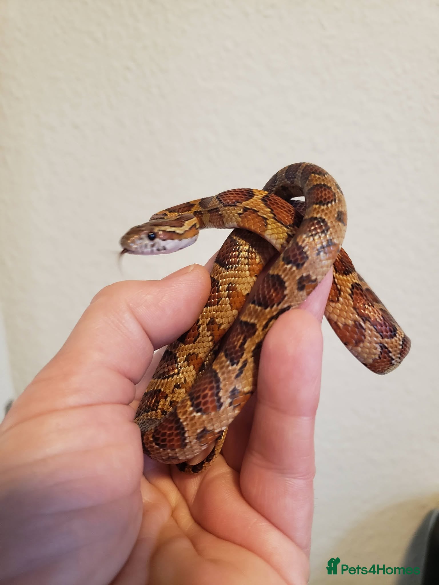 Corn Snake reptiles Corn Snakes - Advert 1