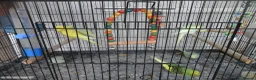 Budgerigars birds for sale: BEAUTIFUL BABY BUDGIES - Advert 5