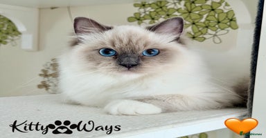 Ragdoll cats - Advert 11