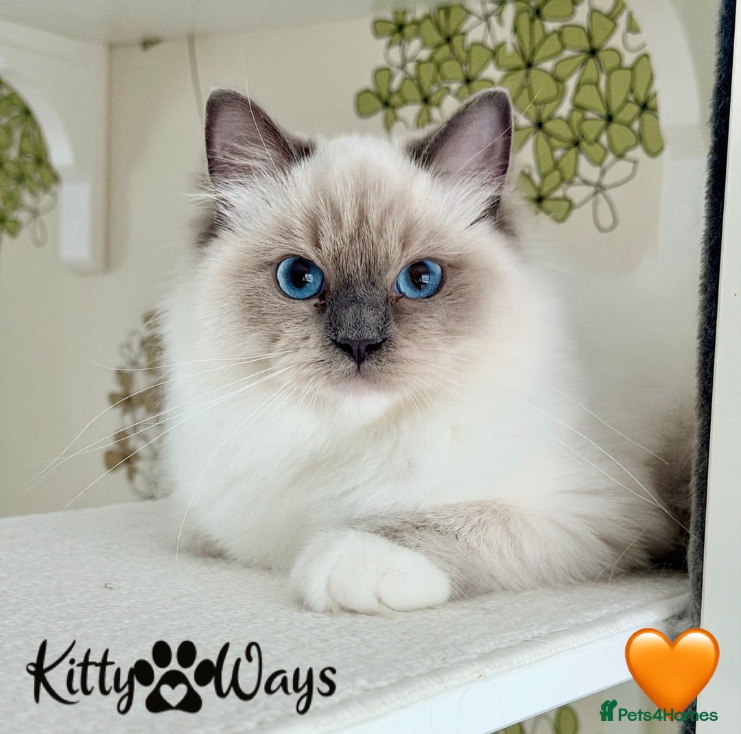 Ragdoll cats for sale: 🐾🩷*TICA REG* EU RAGDOLL KITTENS🌟 DNA CLEAR 🩵🐾 - Image 3