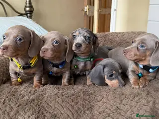 Miniature Dachshund dogs Miniature Dachshund Litter of 5 puppies in Cottingham - Advert 1