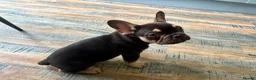 French Bulldog dogs for sale: Buster  in Cardiff - Advert 4