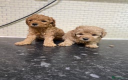 Toy Poodle dogs for sale: Toy Poodle Pups 5 🌟 Council License  - Image 10