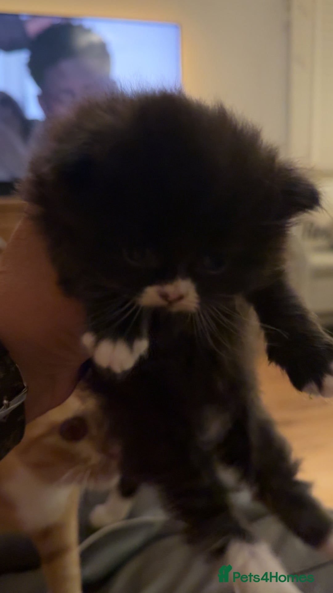 Persian cats for sale: Persian x - Image 7