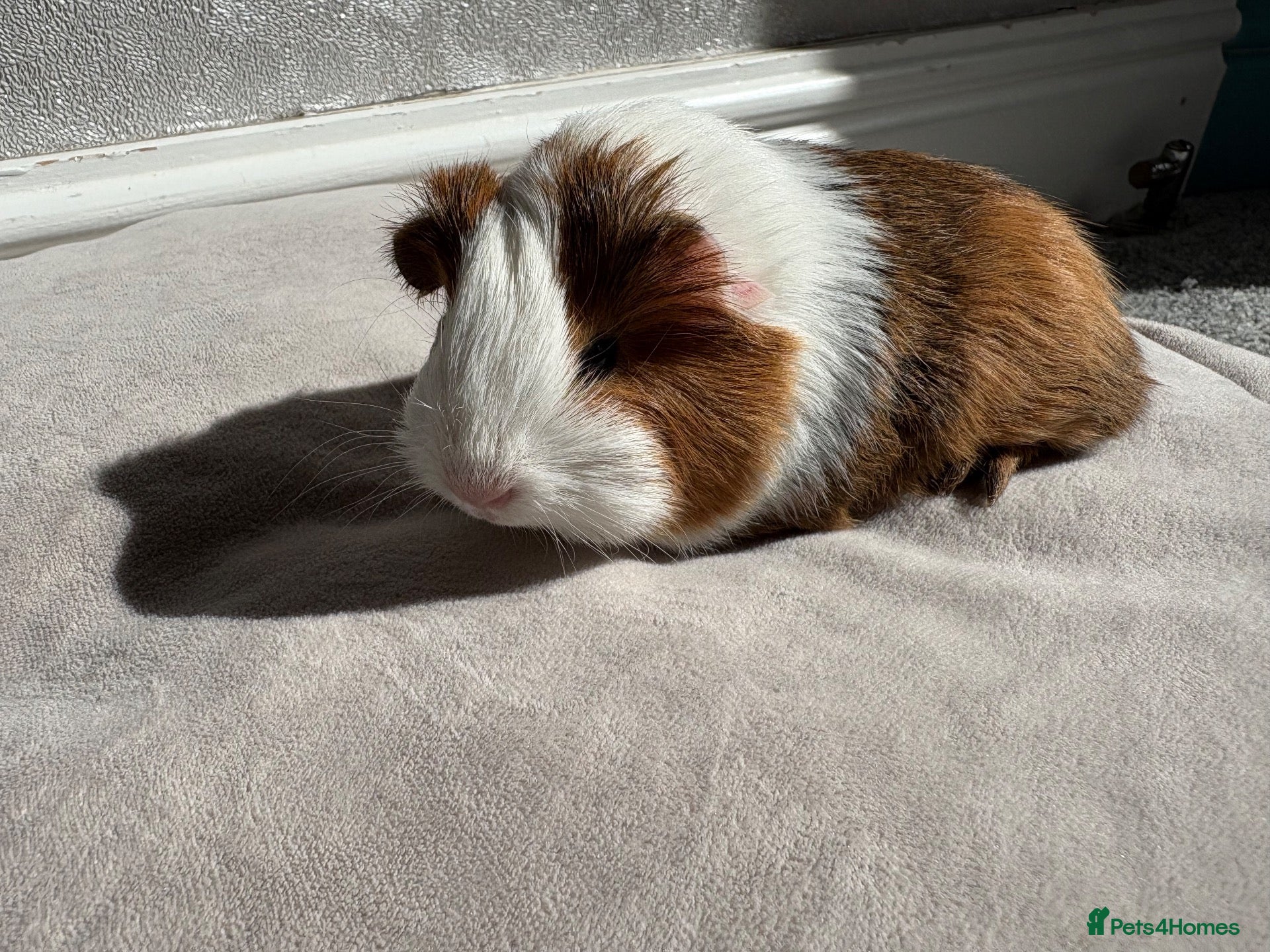 Guinea Pig rodents Male and Female Guinea Pigs for sale - Advert 1