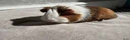 Guinea Pig rodents for sale: Male and Female Guinea Pigs for sale - Advert 1