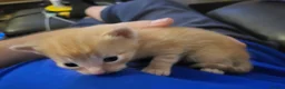 Mixed Breed cats for sale: 4 stunning kittens - Advert 11