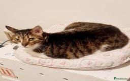 Mixed Breed cats for adoption: Lovely and fun Kito looking for a warm home <3 - Image 7