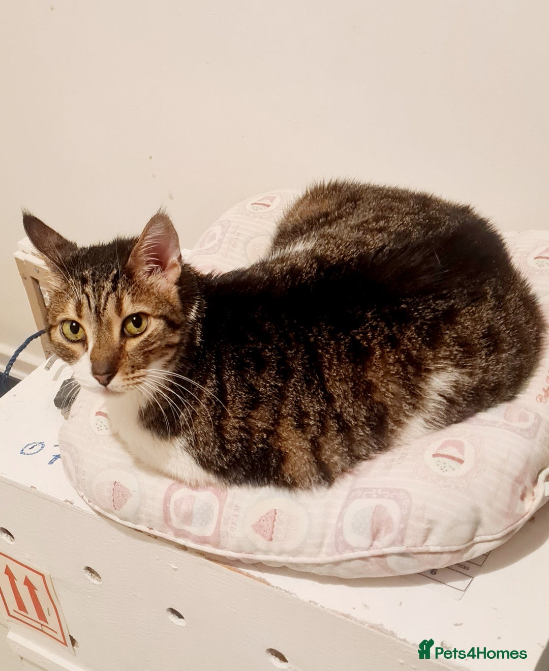 Mixed Breed cats for adoption: Lovely and fun Kito looking for a warm home <3 - Image 7