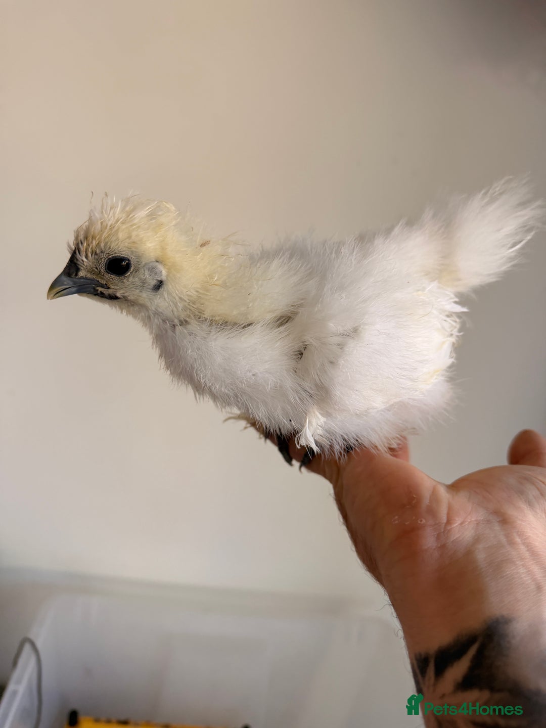 Chickens poultry for sale: Silkies & bantam gold Welbar young  - Image 2