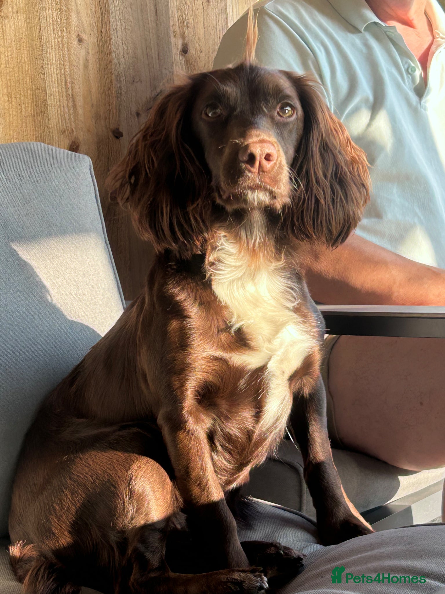 Cocker Spaniel dogs KC reg working cocker spaniels due in April  - Advert 2